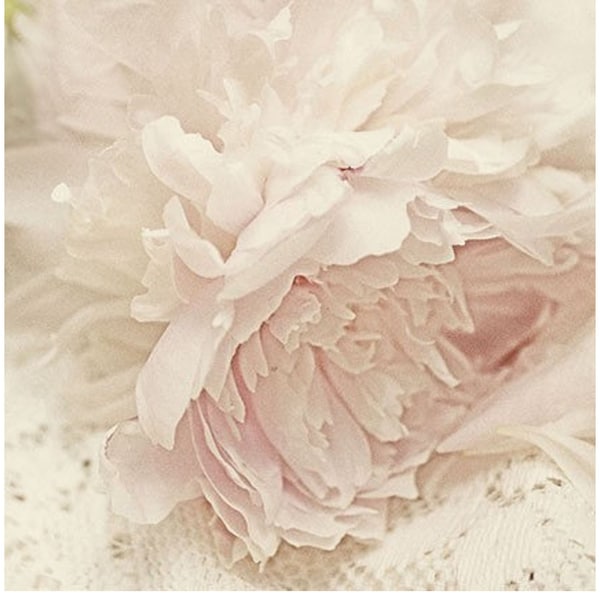 Chic Peony main image 1