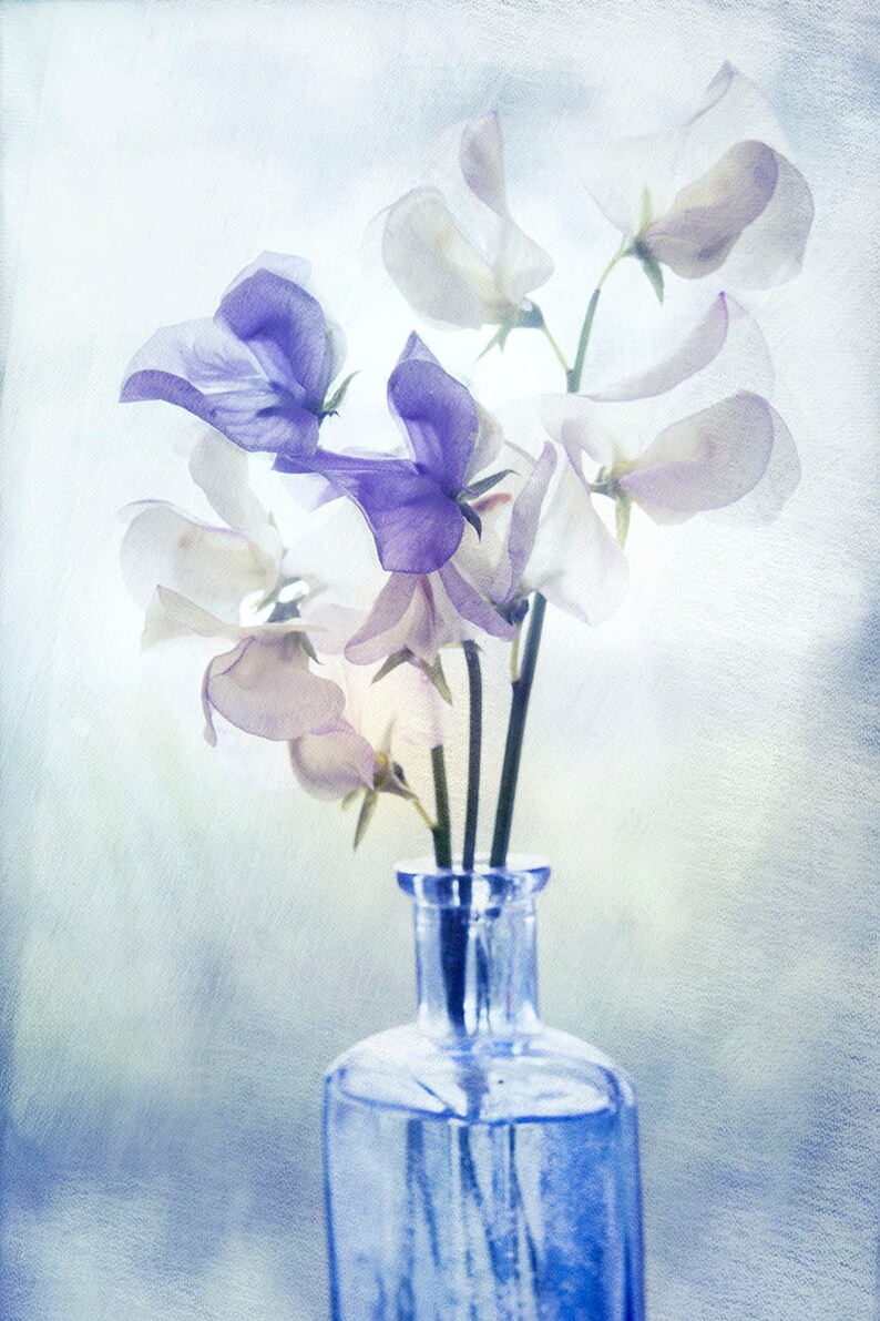 Ethereal Sweet Pea Photograph, Sweetpea Boho Flower Art Print image 3