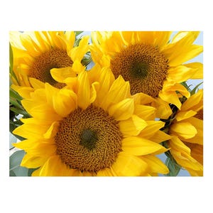 Vibrant Sunflower Art Print: Yellow Floral Decor