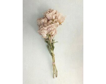 Dried Roses Floral Art Print: Soft Pastel Flower Photograph