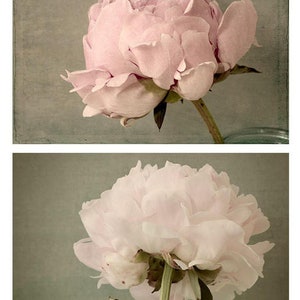 Peony Photographs Print Set of 2, Floral Art Prints, French Country Art image 6