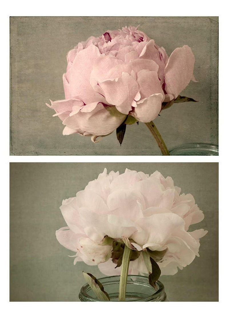 Peony Photographs Print Set of 2, Floral Art Prints, French Country Art image 6