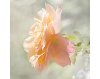 Photographie de rose ensoleillée, impression d'art originale