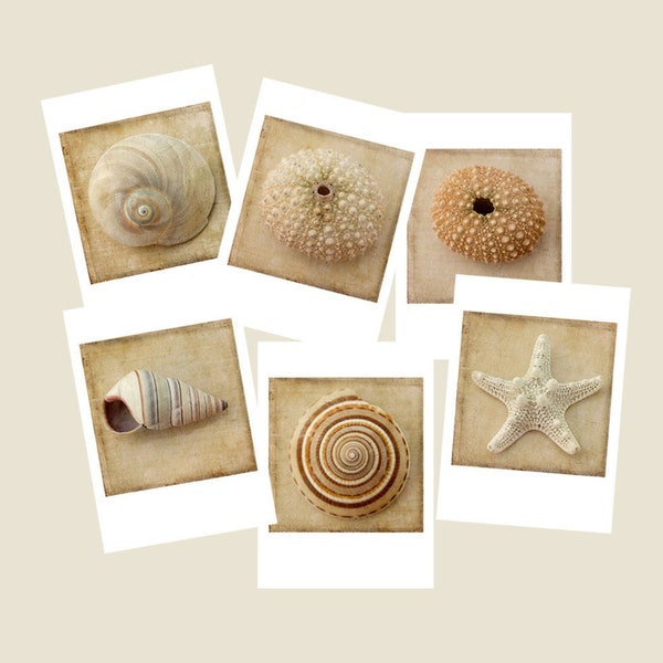 Sepia Seashell Six Card Set with Envelops,  Nautical Note Card Set, Blank Cards, Sea Urchin, Star Fish