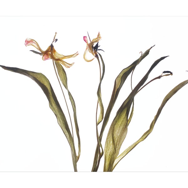 Tulip Flower Botanical Art Print, Relic