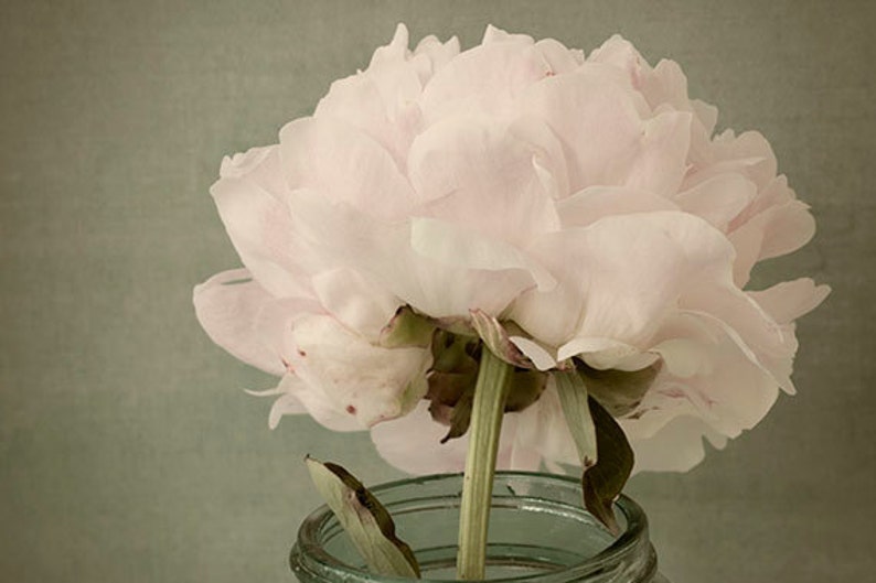 Peony Photographs Print Set of 2, Floral Art Prints, French Country Art image 3