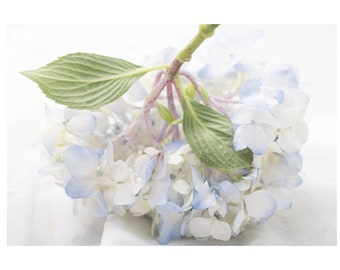 Blue Hydrangea Flower Photograph, Cottage Decor, Pastel Floral Wall Art Print