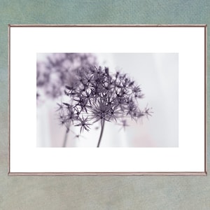 Violet Allium Flower Photograph
