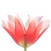 Owner of <a href='https://www.etsy.com/shop/JudyStalus?ref=l2-about-shopname&from_page=listing' class='wt-text-link'>JudyStalus</a>