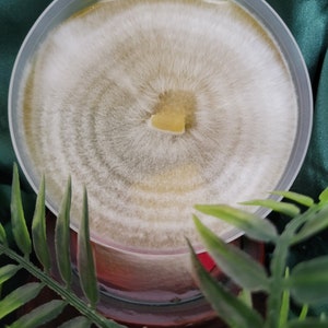 Premium Pilzkultur Teller