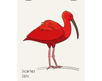 Poster opaco dell'ibis scarlatto / Illustrazione di uccello, decorazione murale tropicale