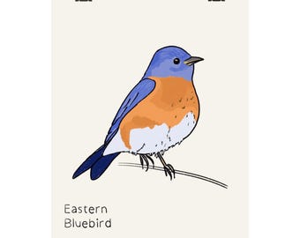Poster verticale opaco dell'Eastern Bluebird / Illustrazione di uccello disegnata a mano, arte murale naturalistica