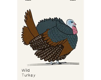 Poster opaco con illustrazione di tacchino selvatico / Disegno di uccello realizzato a mano