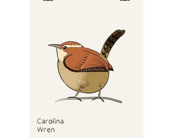 Poster Carolina Wren, poster verticale opaco / illustrazione di uccello disegnata a mano, arte murale naturalistica