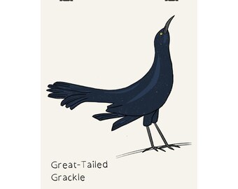 Poster opaco del gracchio codalunga / Illustrazione di uccello disegnata a mano per decorazione murale