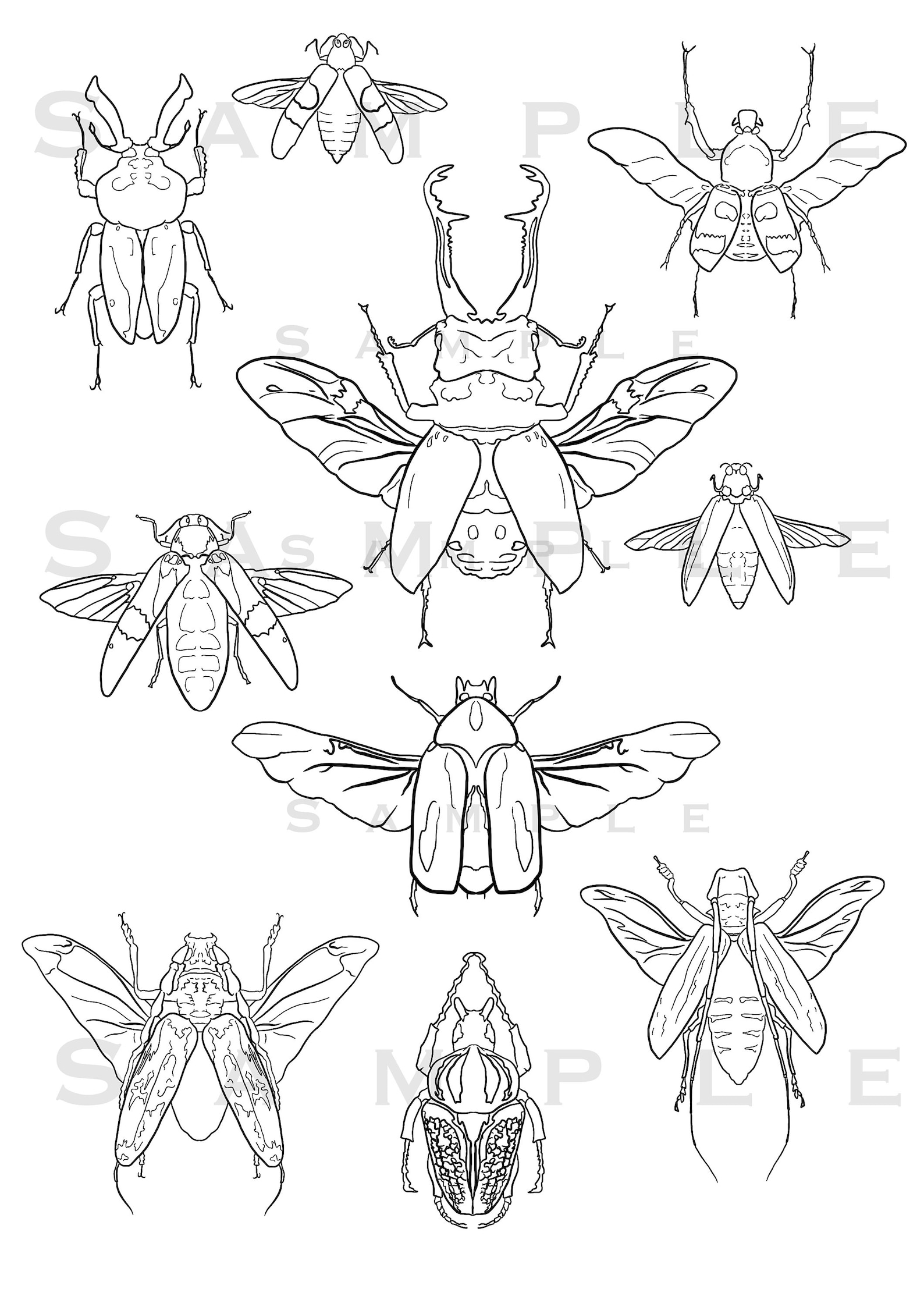 Beatle Coloring Sheet ~ Beatle Illustration ~ Wall Art ~ Printable ...