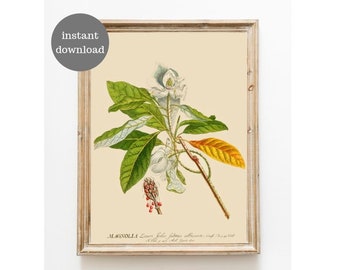 Magnolia Plant vintage illustration -  drawing- digital print instant download