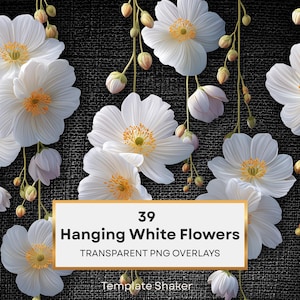 Può includere: Immagine digitale di fiori bianchi con centri gialli e boccioli, su sfondo scuro e strutturato. Il testo recita: "39 Hanging White Flowers Transparent PNG Overlays."
