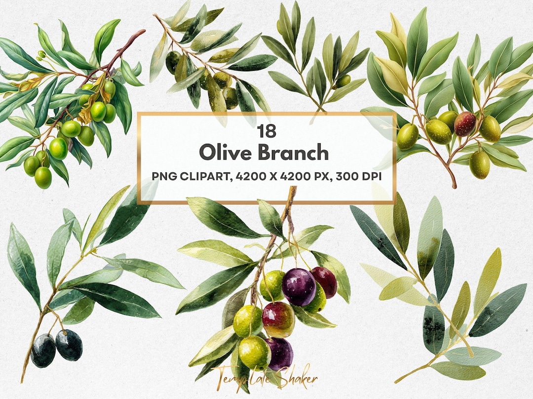 Olive Branch Clipart Bundle, Transparent PNG Set, Commercial Use ...