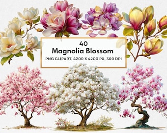 Magnolia Blossom Clipart Bundle, Magnolia Flower Branch, Transparent PNG Set, Commercial Use (Digital Download)