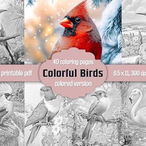 40 bunte Vögel Malseiten, exotische Vögel Graustufen Malbuch für Erwachsene, Papagei Pfau druckbare PDF, farbige Version inklusive