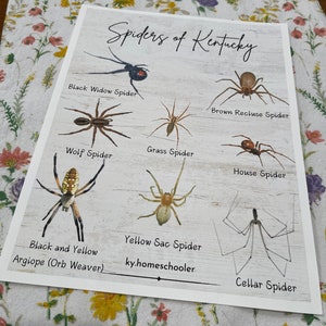 Poster Les araignées du Kentucky (papier cartonné)
