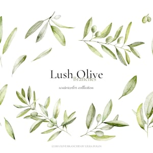 Weelderige olijftakken – aquarelset, botanische bladeren clipart, olijf aquarel, aquarel groen illustraties