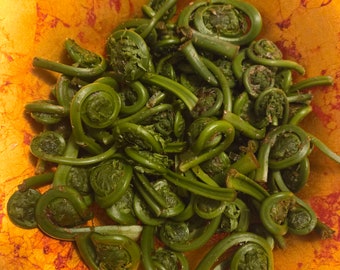 FRESH MAINE FIDDLEHEADS- Picked fresh daily - 1 pound bags