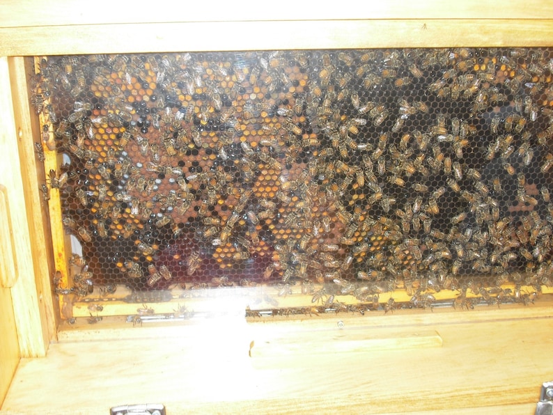 new medium beekeeping bee keeping observation bee hive