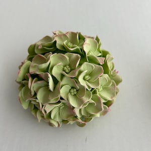 Puede incluir: Un racimo de flores de hortensia de color verde p&aacute;lido con bordes rosados, dispuestas en forma redonda.