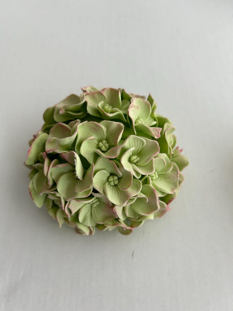 Puede incluir: Un racimo de flores de hortensia de color verde p&aacute;lido con bordes rosados, dispuestas en forma redonda.