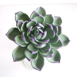 May include: A green succulent with purple edges, resembling a flower.
