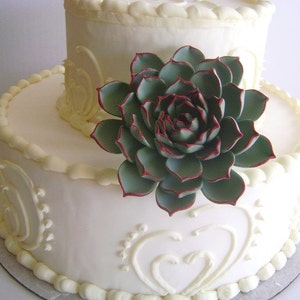 May include: A two-tiered white wedding cake decorated with piped frosting and a large, green succulent flower.