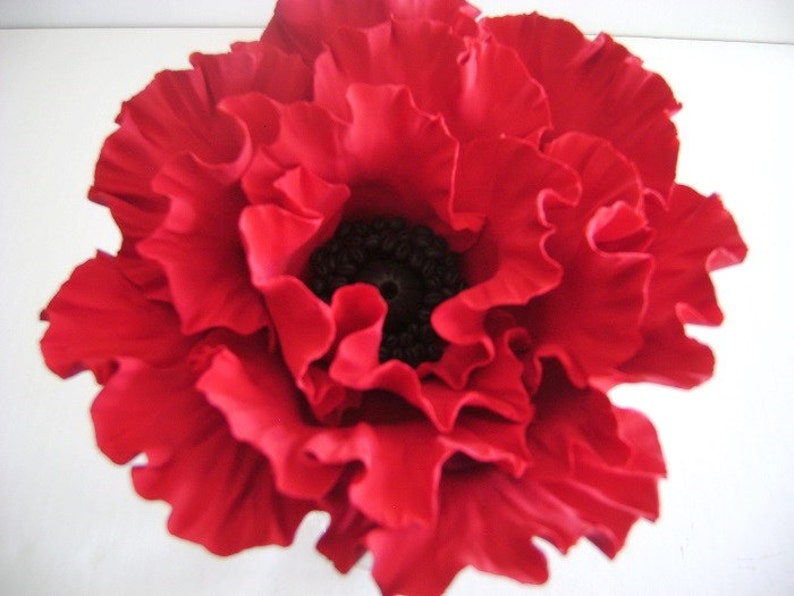 May include: A large, red poppy flower with a ruffled texture. The center of the flower is black.