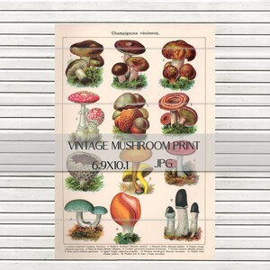 Vintage Mushroom Print - Fungi Poster - Mushroom Decor - Mushroom Wall Art  -INSTANT DOWNLOAD