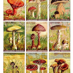 Digital vintage Ephemera Collage Sheet Champignons et images de champignons atc format 2,5 x 3,5 pouces - Imprimer à la maison - Lettre de poche
