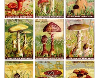 Digital Vintage Ephemera Collage Sheet Mushrooms and Fungus Images  ATC sized 2.5 x 3.5 inches - Print at Home - Pocket Letter