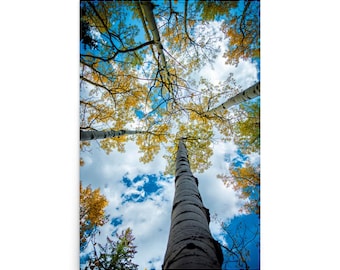 Autumn Aspen (Matte Print)