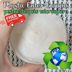 Pestalotiopsis Microspora Agarplatte - Plastikpilz Besiedelte Agarplatte