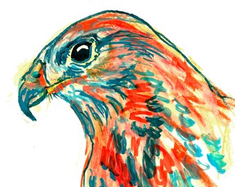 Red Shouldered Hawk Art Print