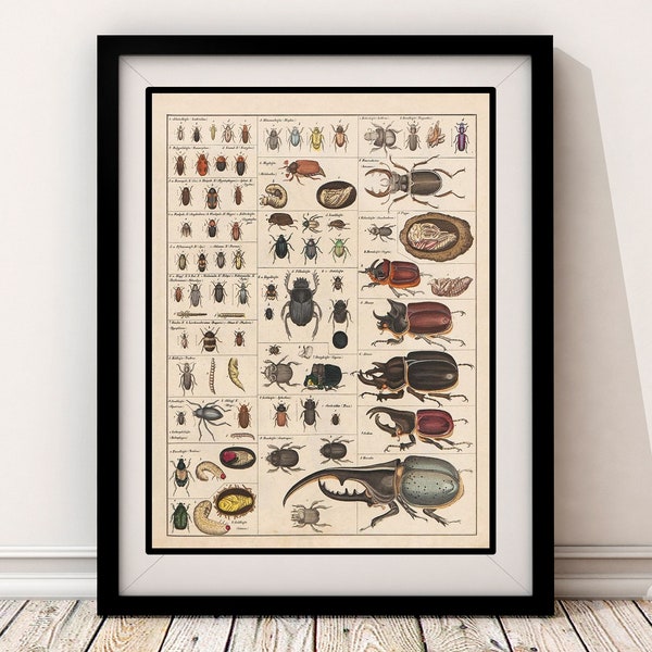 Insect Chart - Etsy