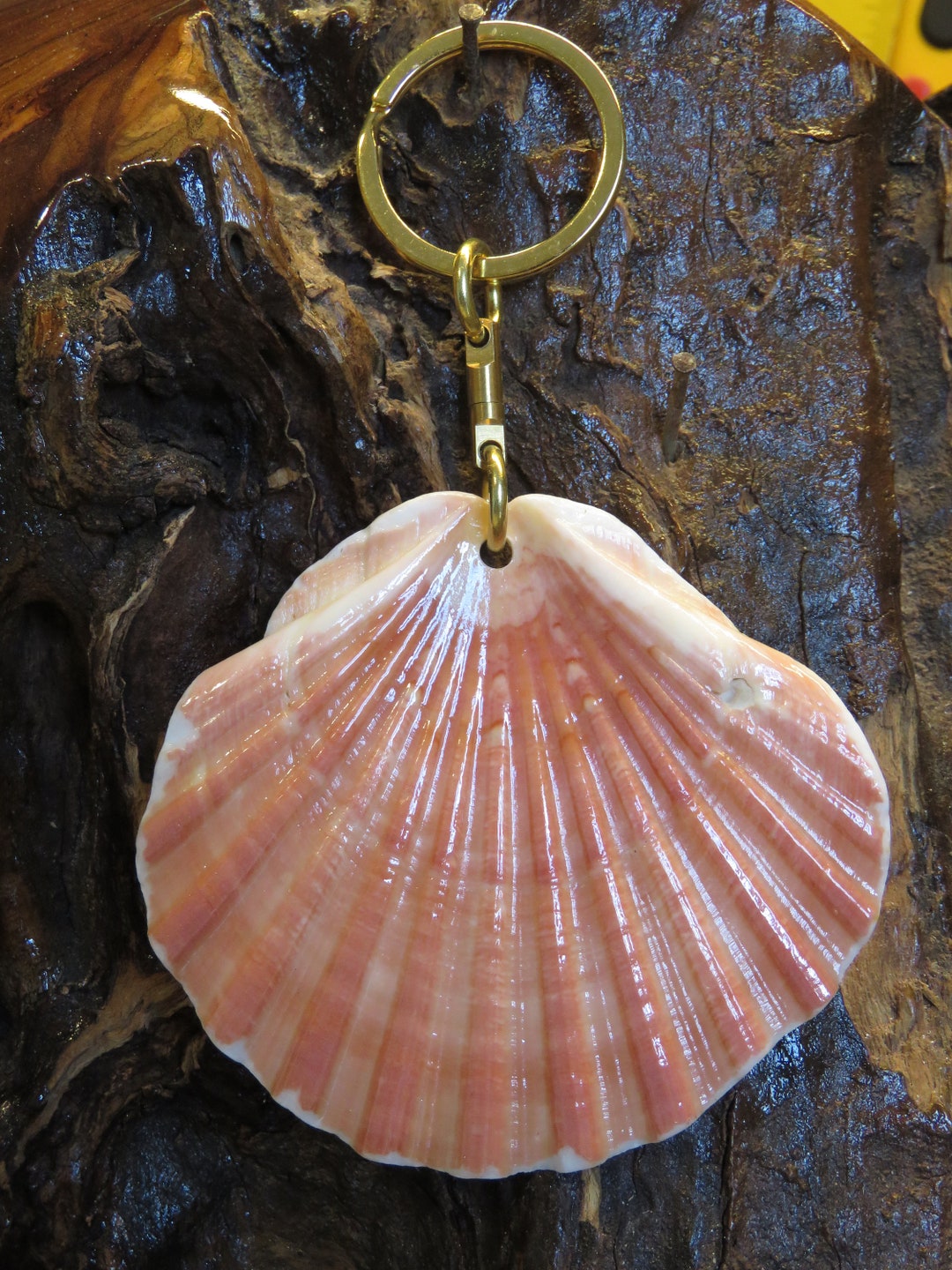 SEASHELL Keyring Sea Beachcomber Shell Collect Key Chain Irish 2593 - Etsy