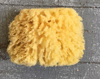 Medium All Natural Historical Sponges Sea Sponges Natural Sponges Beauty Sponges Biodegradable Dead Sea Environmentally Safe