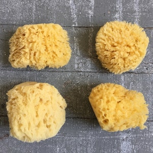 Medium All Natural Historical Sponges Sea Sponges Natural Sponges Beauty Sponges Biodegradable Dead Sea Environmentally Safe image 2