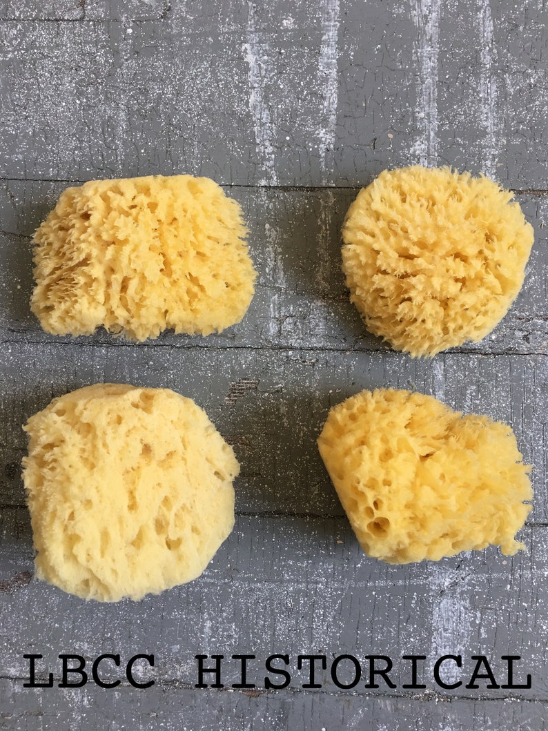 Medium All Natural Historical Sponges Sea Sponges Natural Sponges Beauty Sponges Biodegradable Dead Sea Environmentally Safe image 2