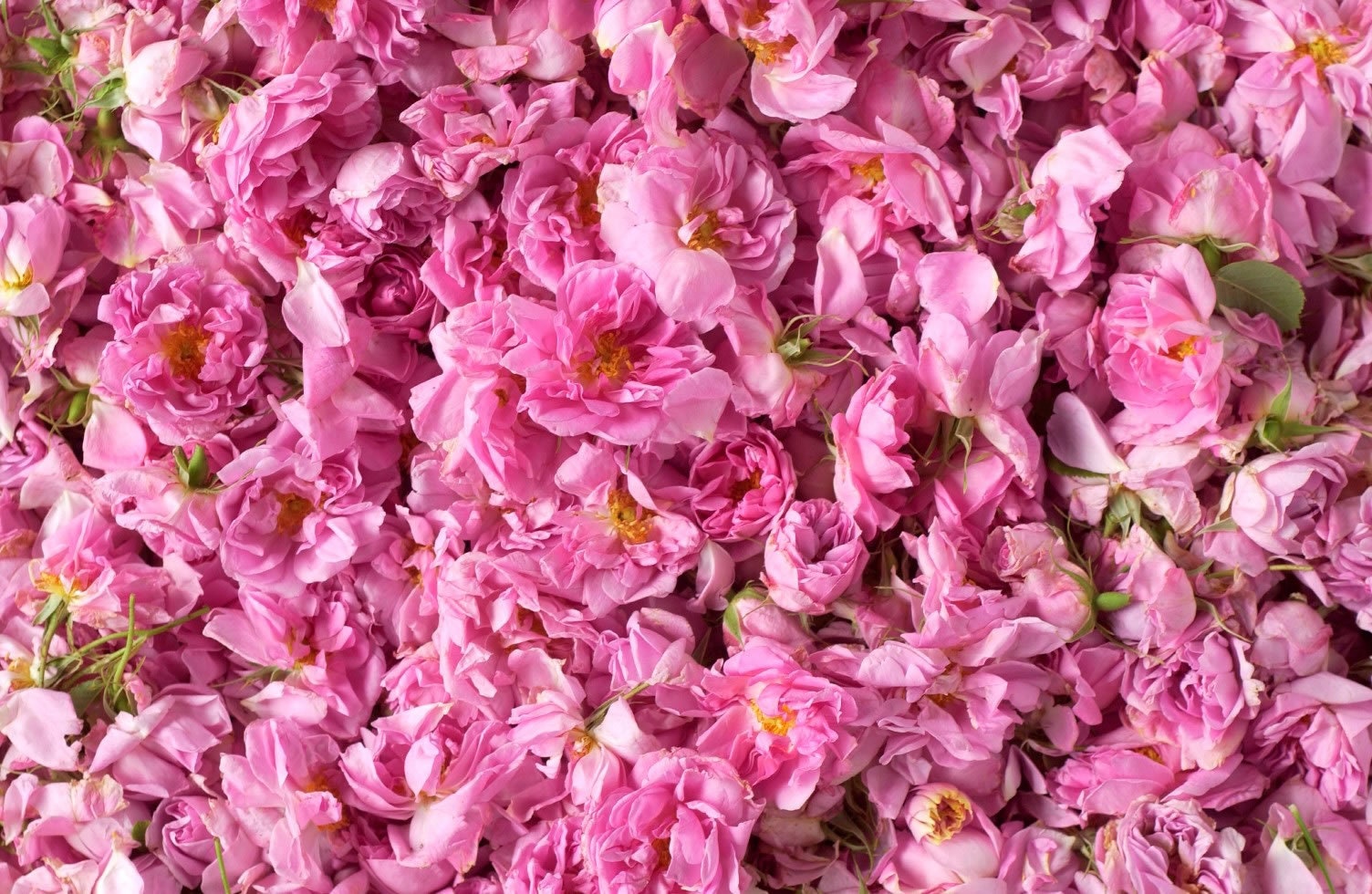 Rose Water Vegan Friendly Rosewater Toner Eau De Toilette Etsy