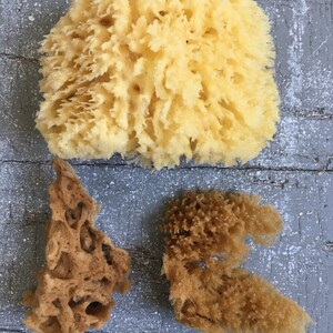 Medium All Natural Historical Sponges Sea Sponges Natural Sponges Beauty Sponges Biodegradable Dead Sea Environmentally Safe image 10