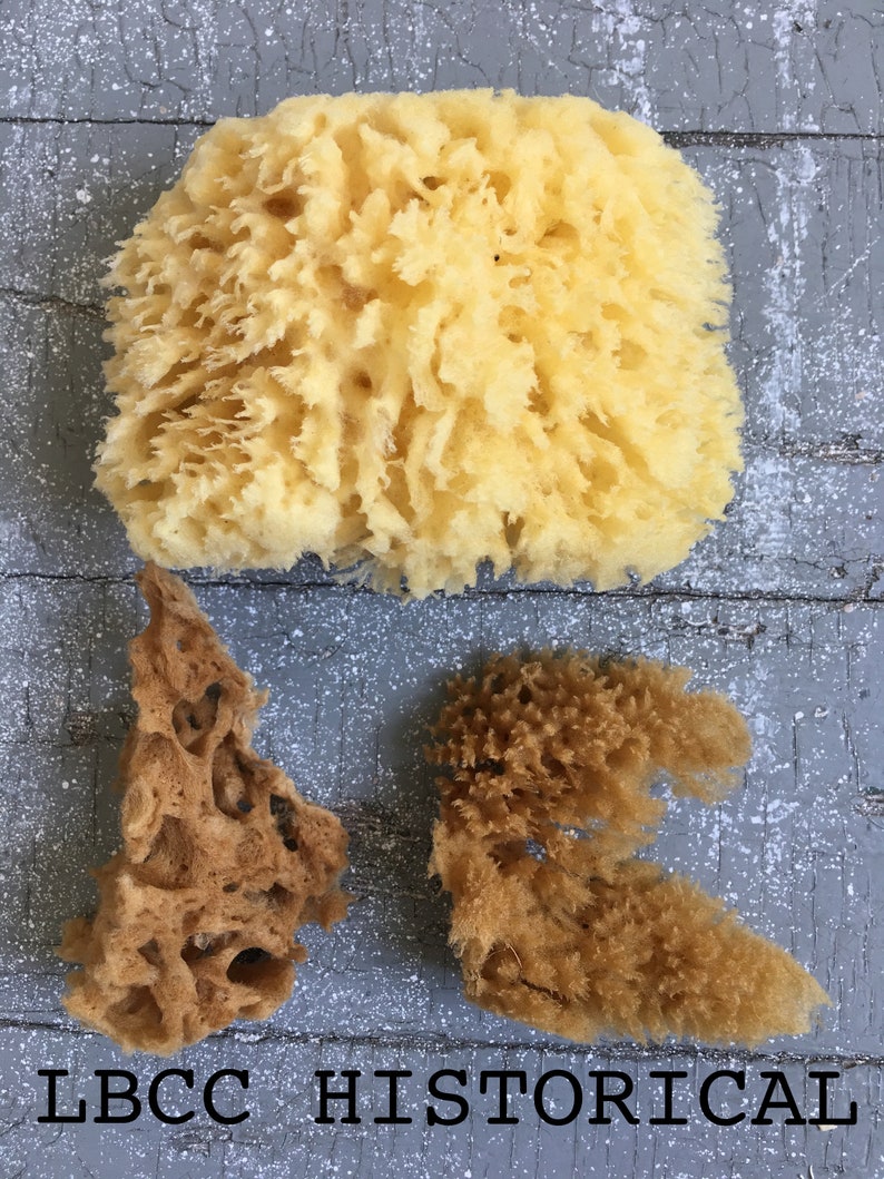 Medium All Natural Historical Sponges Sea Sponges Natural Sponges Beauty Sponges Biodegradable Dead Sea Environmentally Safe image 10