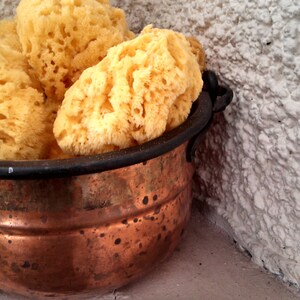 Medium All Natural Historical Sponges Sea Sponges Natural Sponges Beauty Sponges Biodegradable Dead Sea Environmentally Safe image 3