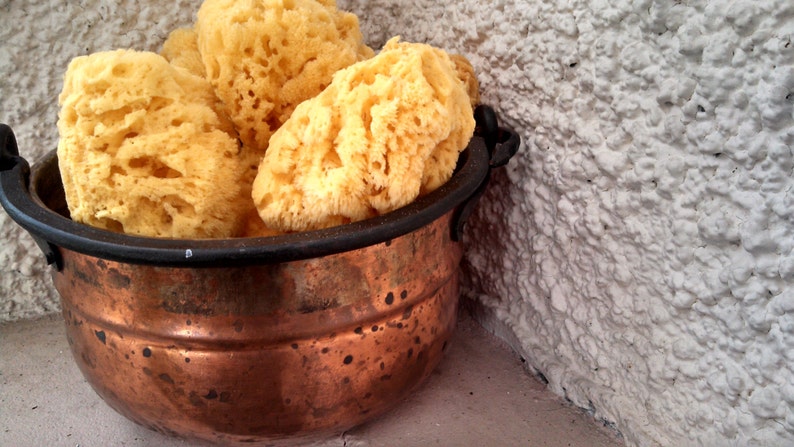 Medium All Natural Historical Sponges Sea Sponges Natural Sponges Beauty Sponges Biodegradable Dead Sea Environmentally Safe image 3